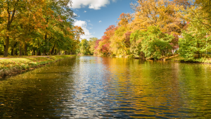 Widok na Puszczę Bydgoską