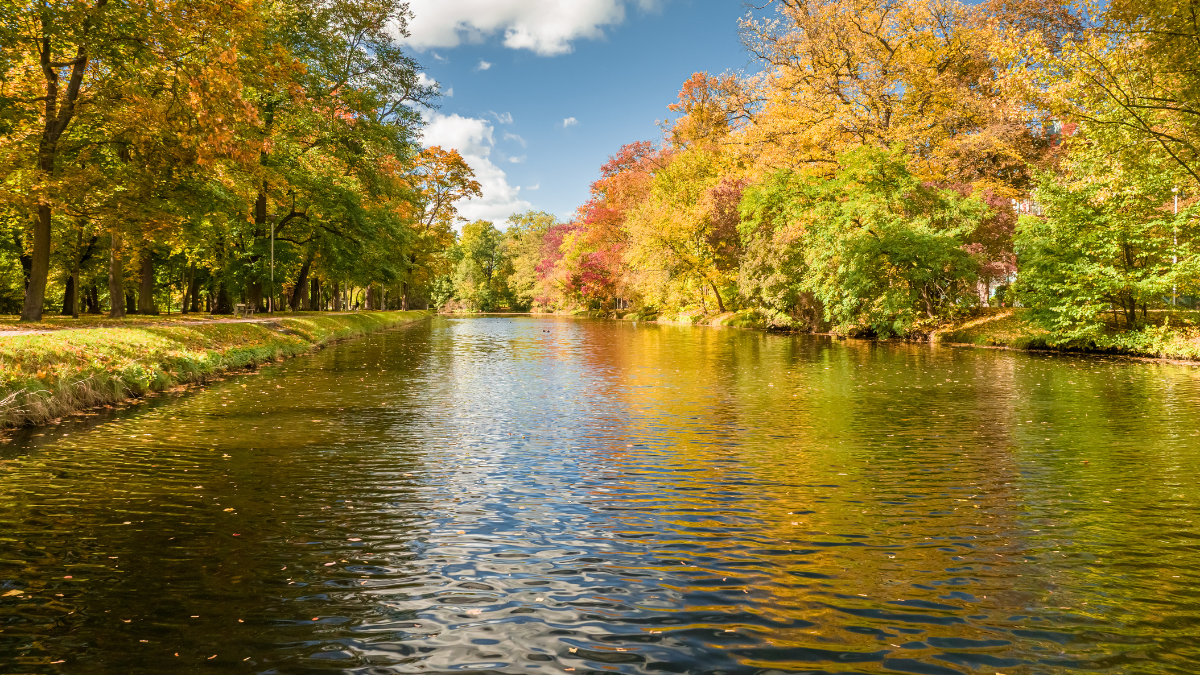 Widok na Puszczę Bydgoską